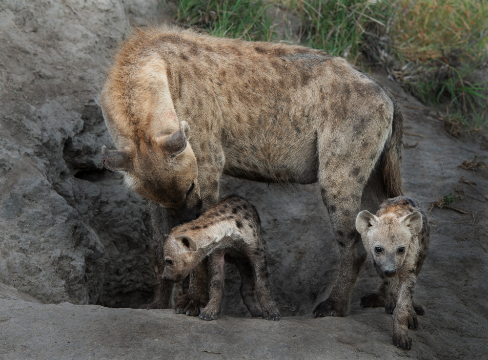 Hyena Family von FrancoisVenter