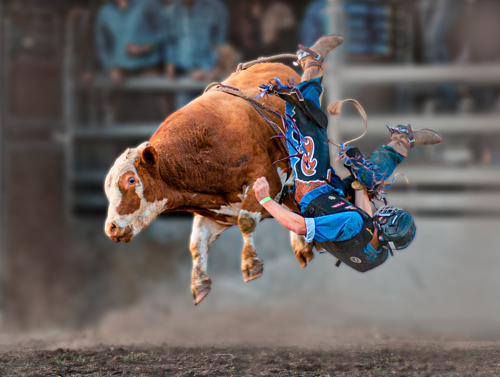 Bull Riding von Frank Ma