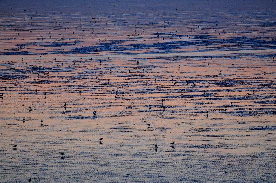 Wattenmeer bei Norddeich von Frank May