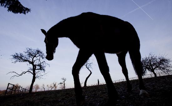 Auf der Weide von Frank Rumpenhorst