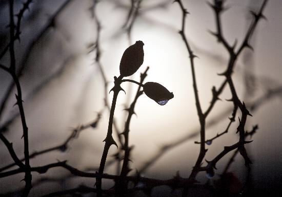 Hagebutten mit Wassertropfen im Taunus bei Wehrheim von Frank Rumpenhorst