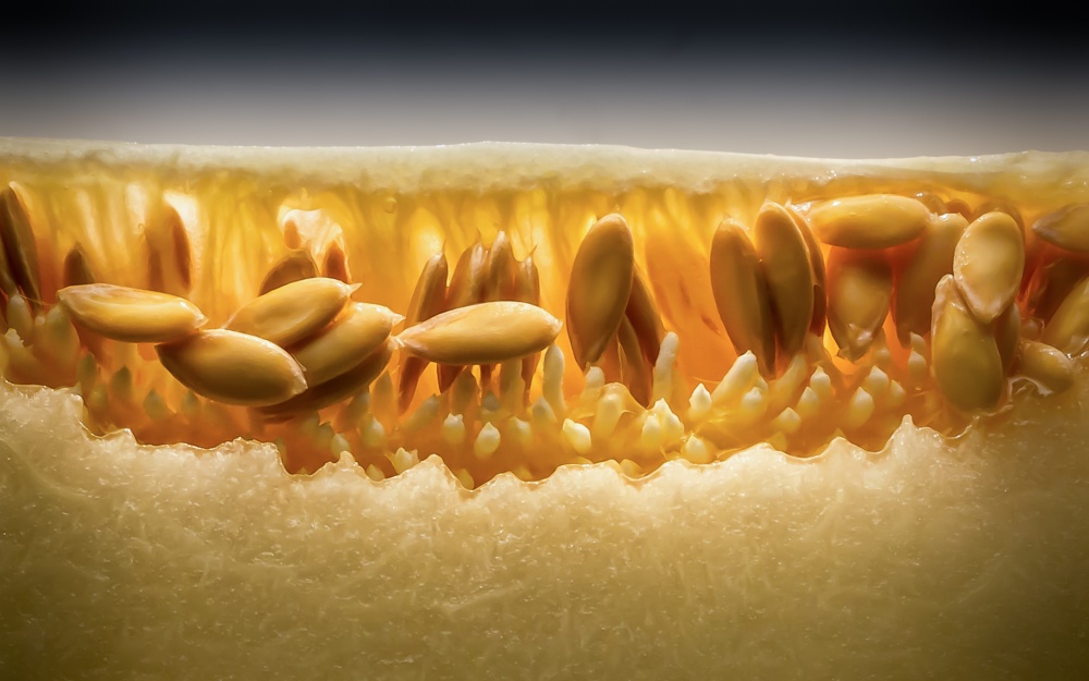 Melon von Frank Smout Images