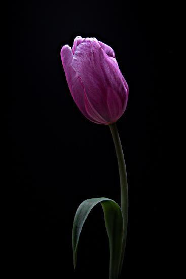 Tulip
