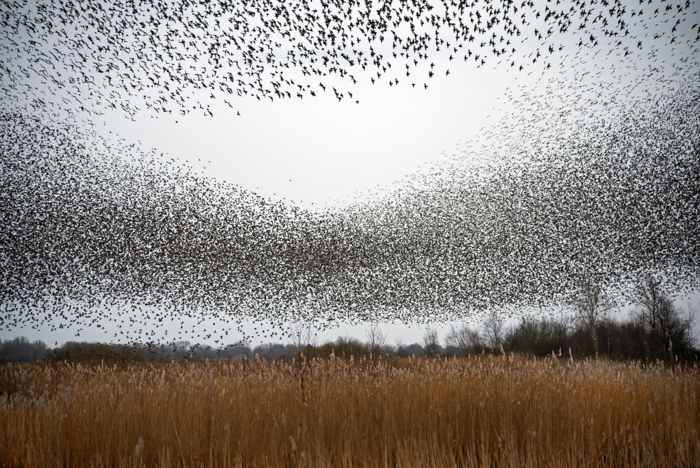Flock of starlings von Franke de Jong