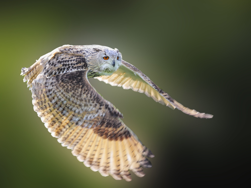 Flying Owl von Franz Baumann