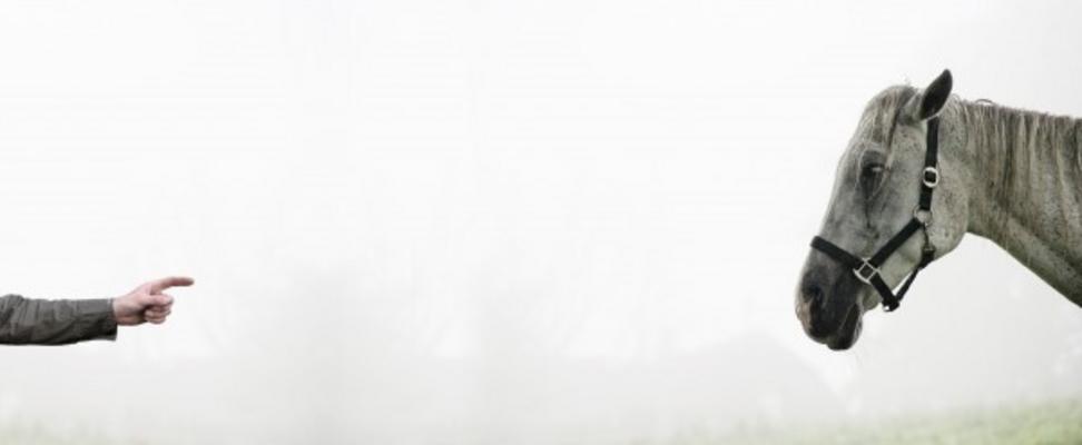 Schimmel von rechts von Franz Schmied