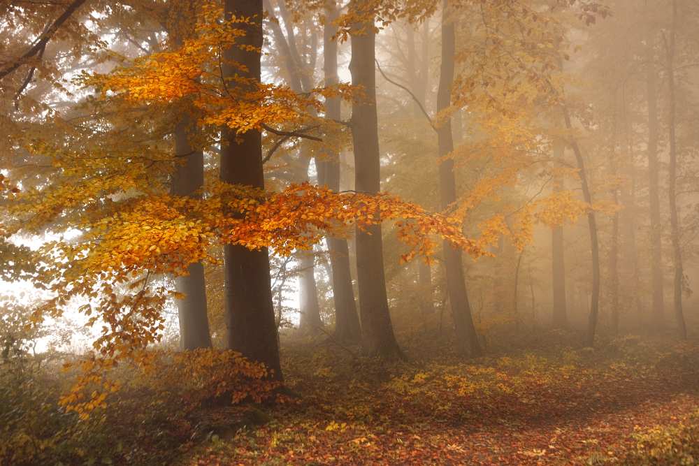 Edge of the woods von Franz Schumacher