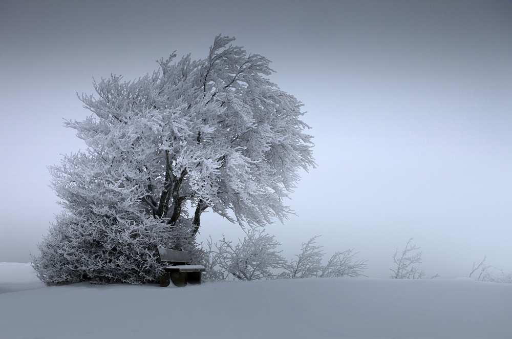 SNOW BANK von Franz Schumacher
