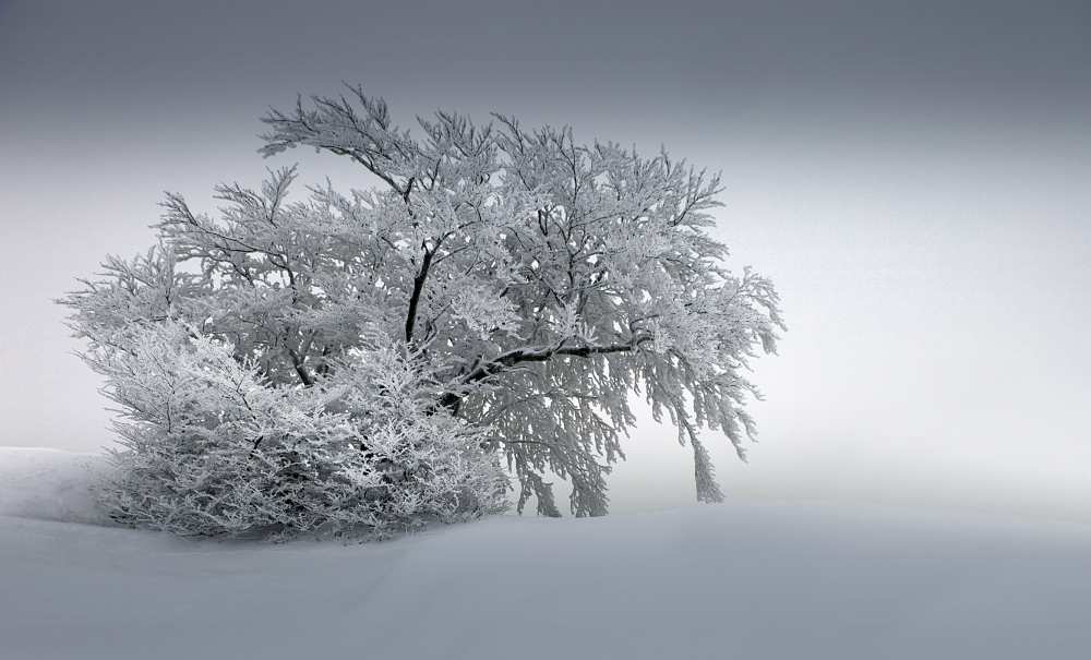 SNOW_BAUM von Franz Schumacher
