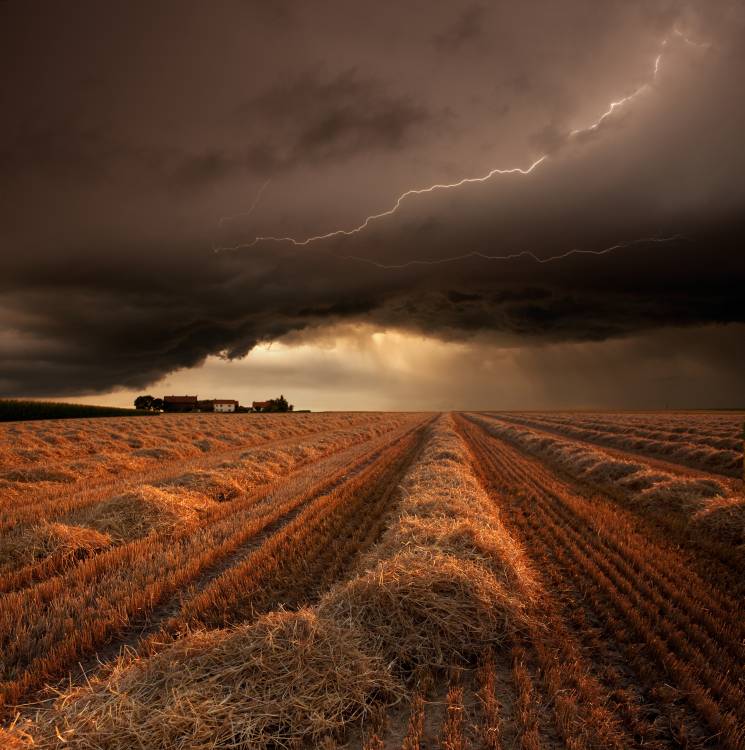 Untitled von Franz Schumacher