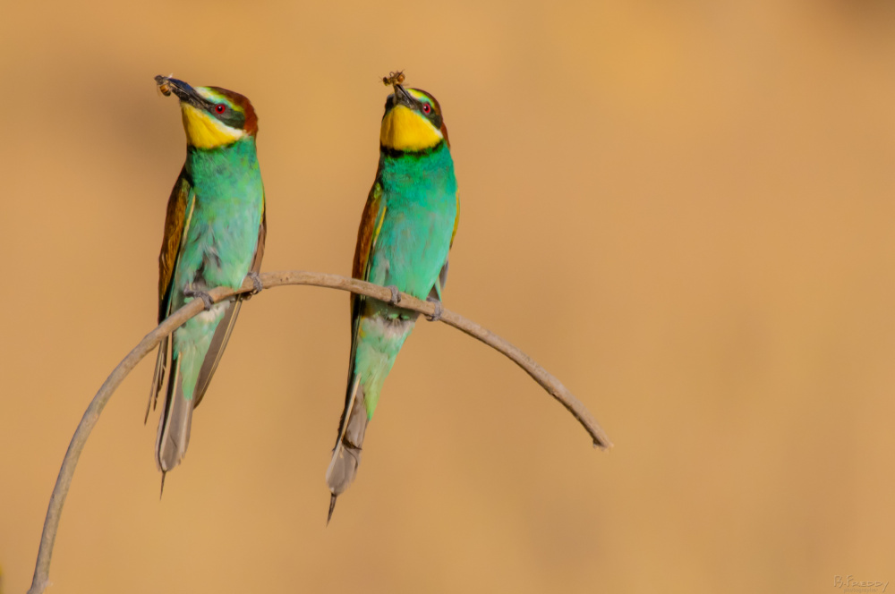 untitledl von Freddy Brami