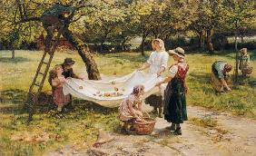 The Apple Gatherers