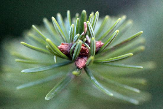 Weihnachtsbäume von Fredrik v.Erichsen