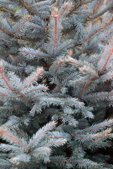 Weihnachtsbäume von Fredrik v.Erichsen