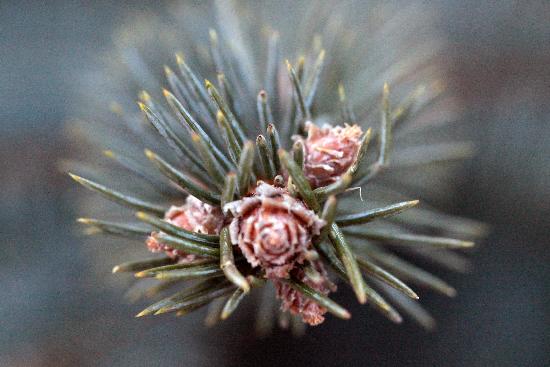 Weihnachtsbäume von Fredrik v.Erichsen