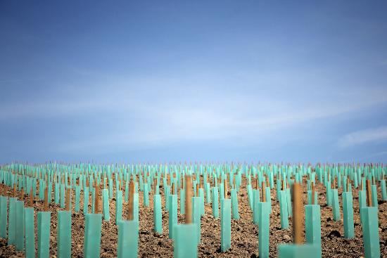 Junge Rießling-Reben von Fredrik Von Erichsen