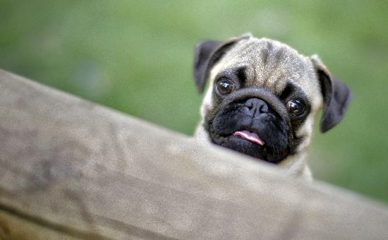 Mops Ben von Fredrik Von Erichsen