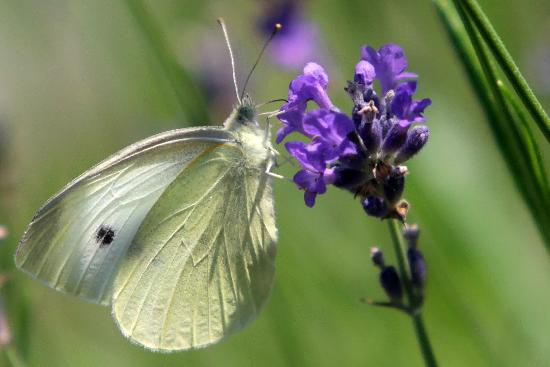 Schmetterling im Botanischen Garten in Gießen von Fredrik Von Erichsen