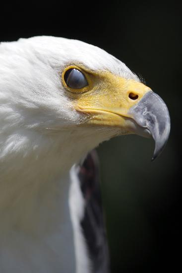 Schreiseeadler im Zoo in Neunkirchen von Fredrik Von Erichsen