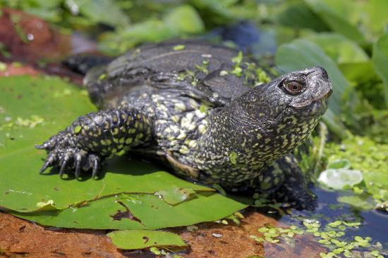 Sumpfschildkröte in der Pfalz von Fredrik Von Erichsen