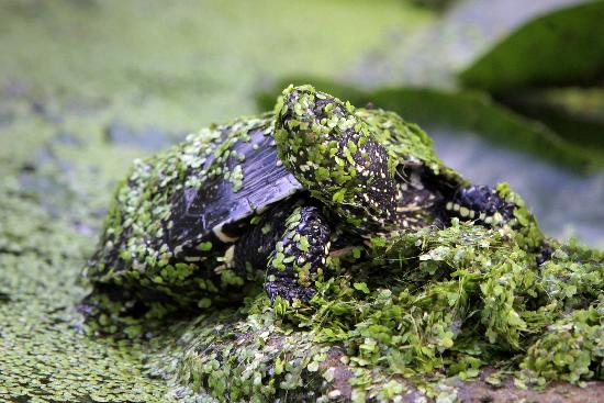 Sumpfschildkröte in der Pfalz von Fredrik Von Erichsen