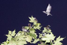 Tausende Stare sammeln sich am Mainzer Rheinufer