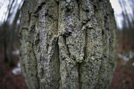 Waldzustandsbericht 2008 Rheinland-Pfalz von Fredrik Von Erichsen