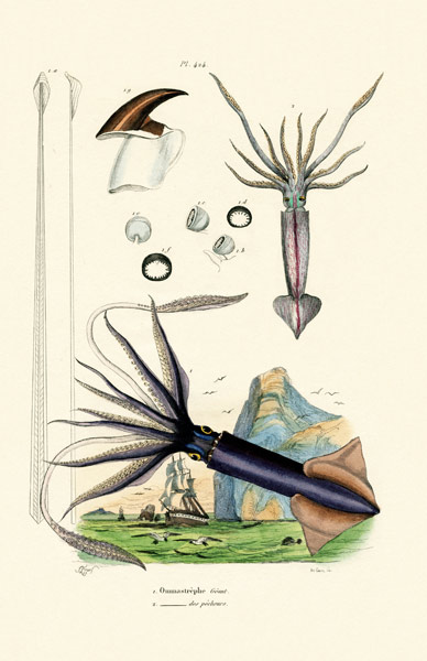 Giant Squid von French School, (19th century)