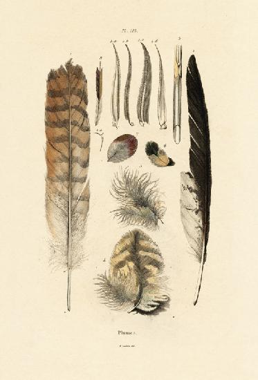 Feathers