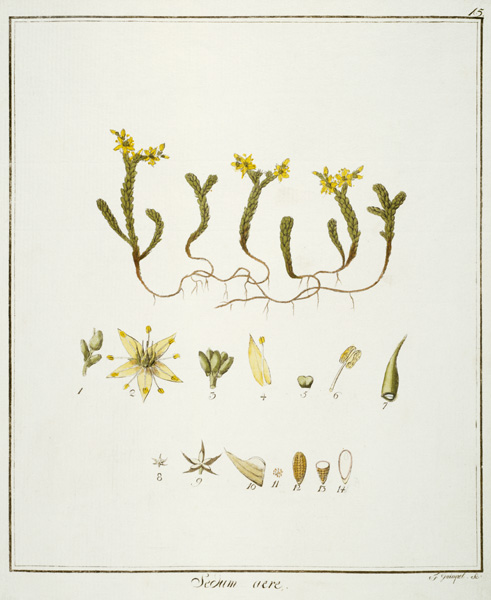 Sedum acre / Etching von Friedrich Guimpel