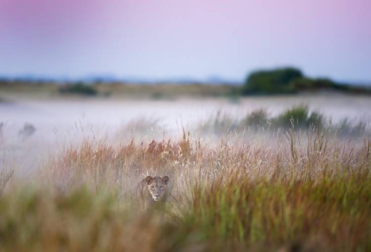 Hide and seek von Frits Hoogendijk