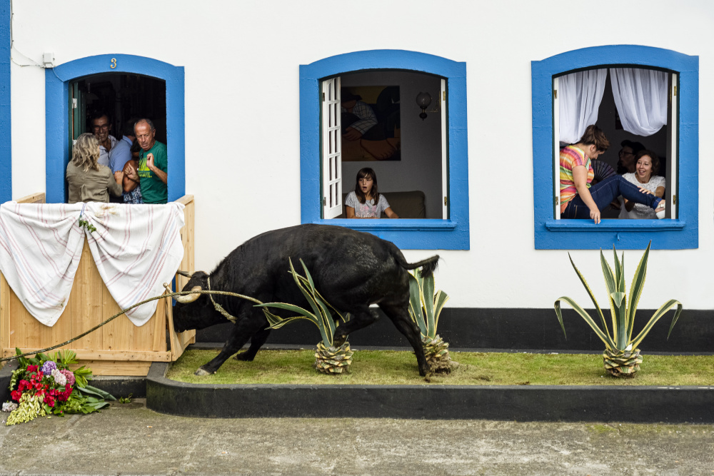 lets go to the bulls! von Gabi Pontes