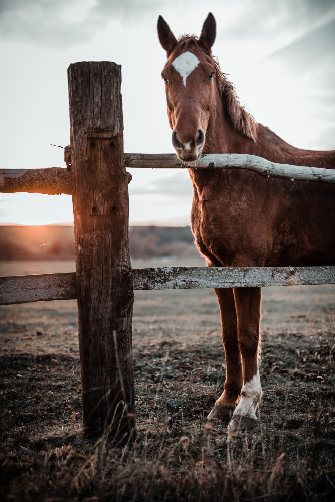 Horse Farm in Skároš, Slovakia von Gabriel Jakab
