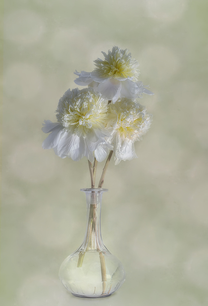 Peonies von Gaille Gray