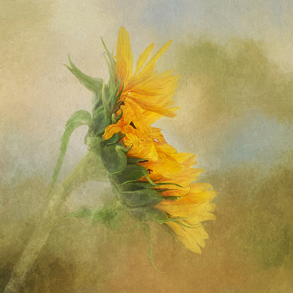 Fading Sunflower von Gaille Gray