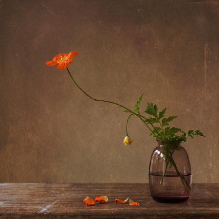 A story with orange poppies
