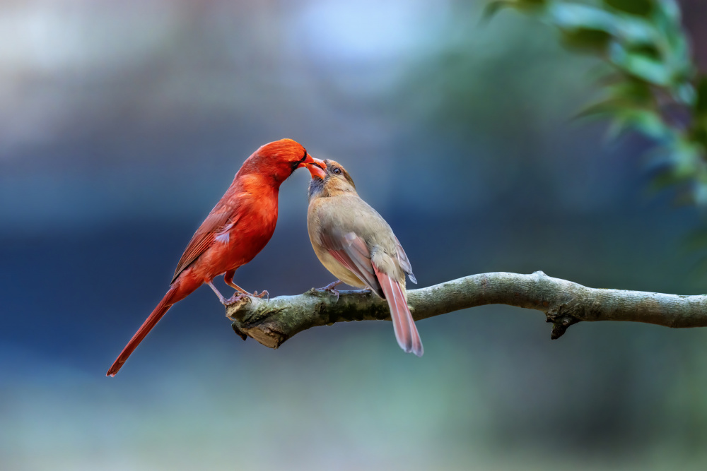 Spring Romance von Gary Hu