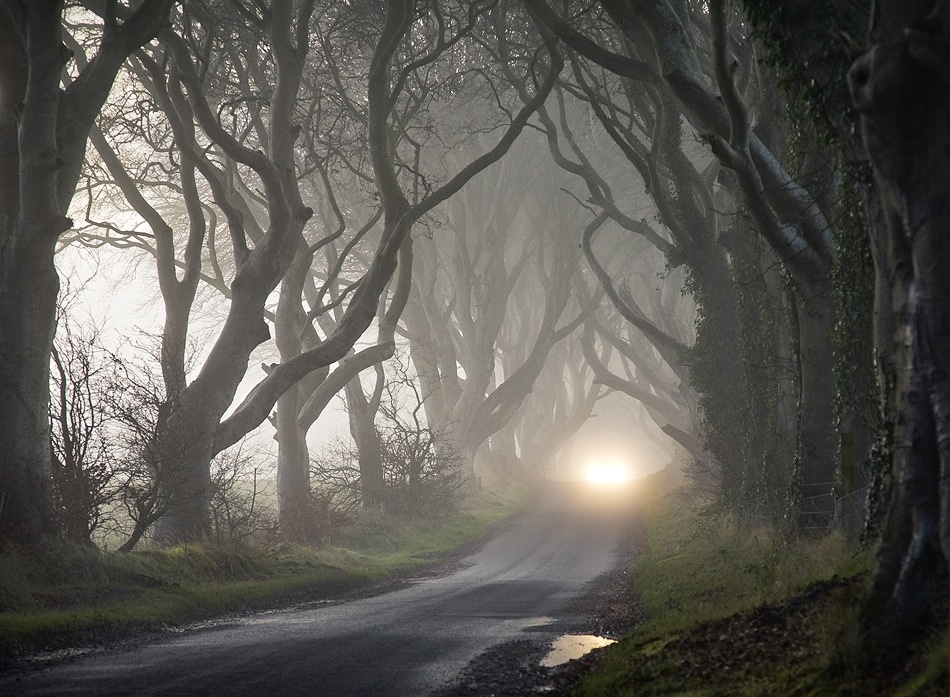 The Dark Hedges von Gary McParland