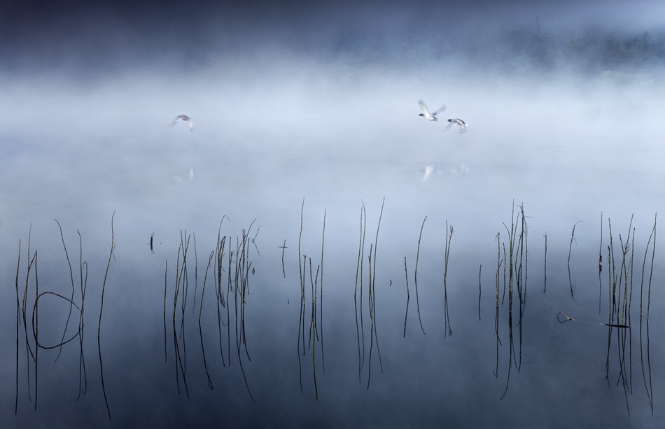 Morning Flight von Gary McParland