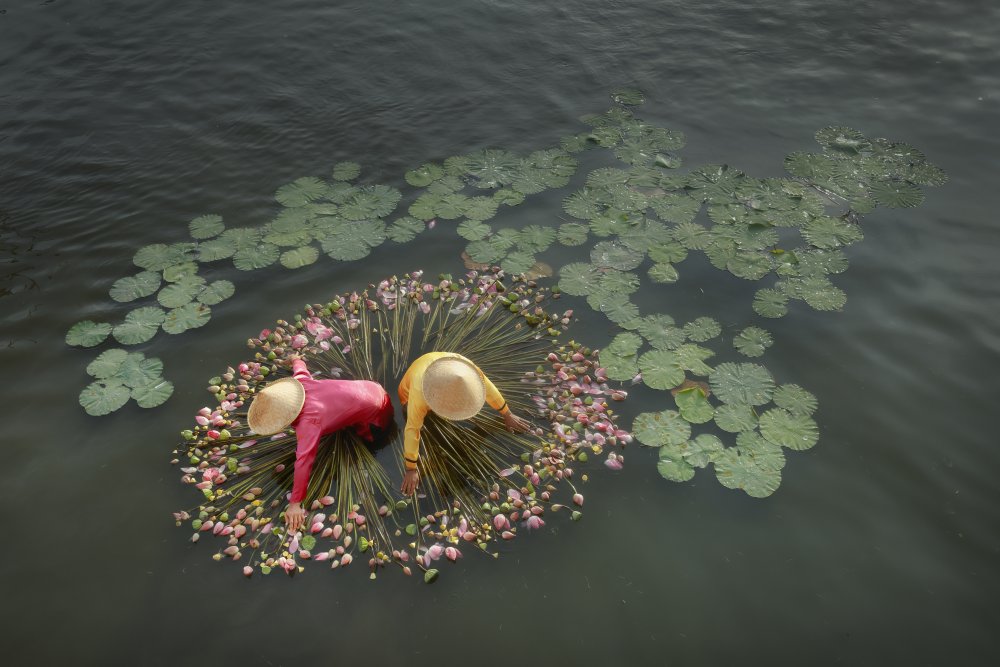 Lotus Harvest von Gatot Herliyanto