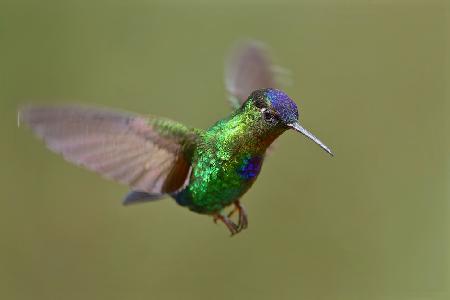 Fiery-throated Hummingbird
