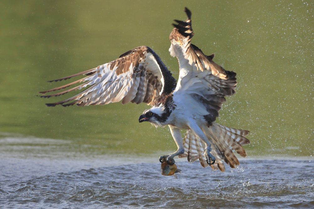 Osprey in hunting von Gavin Lam