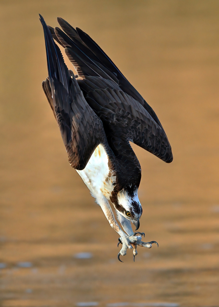 Osprey in action von Gavin Lam
