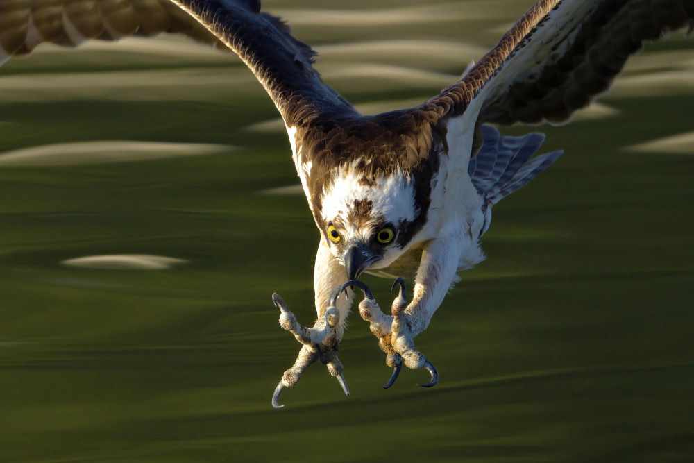 Osprey in action... von Gavin Lam
