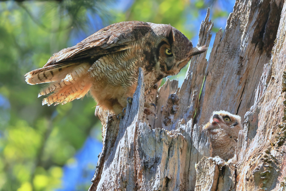 Great Horned Owl von Gavin Lam