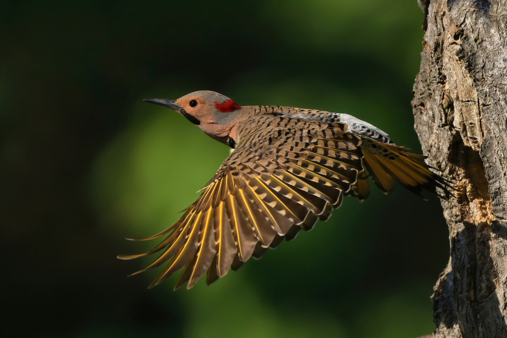 Northern Flicker von Gavin Lam