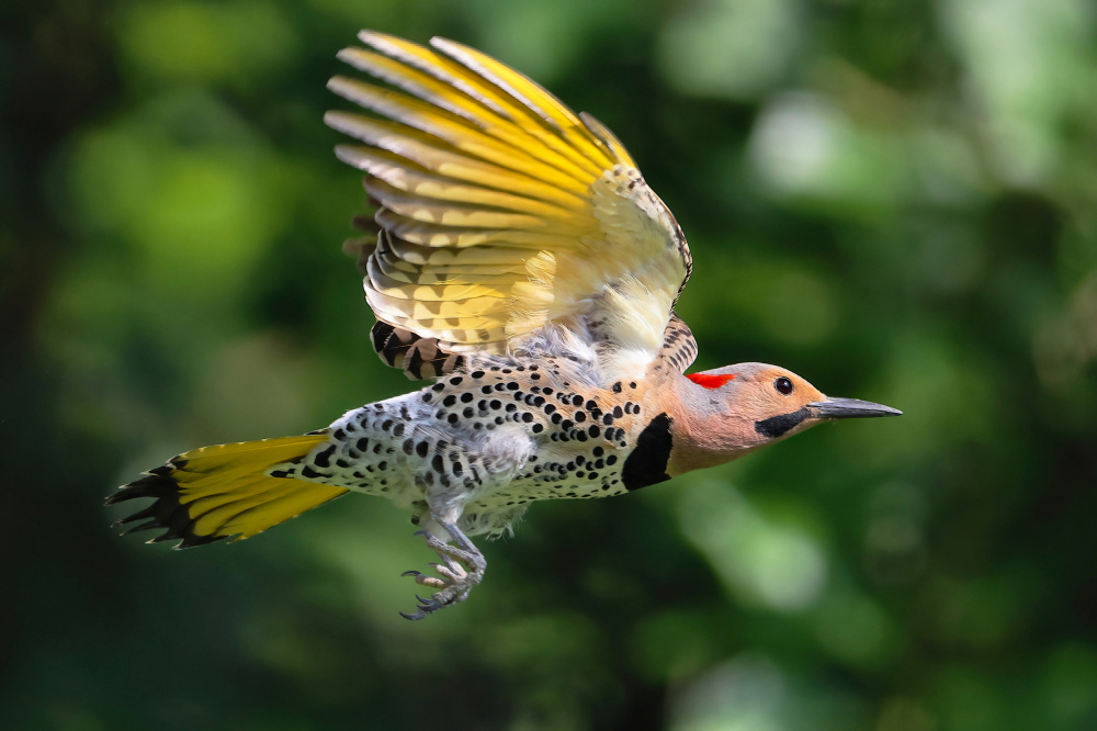 Northern Flicker von Gavin Lam