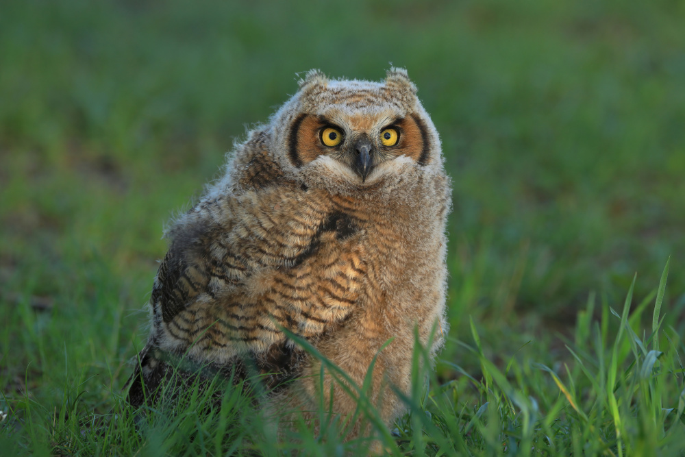 Great Horned Owl …Baby von Gavin Lam
