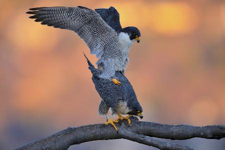 Peregrine Falcon