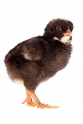 Black little chicken